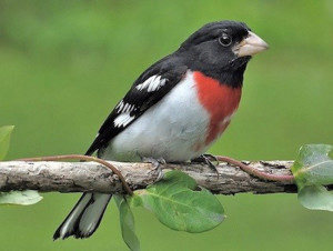 rose breasted grosbeak male