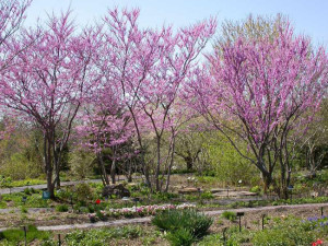 redbud trees in bloom