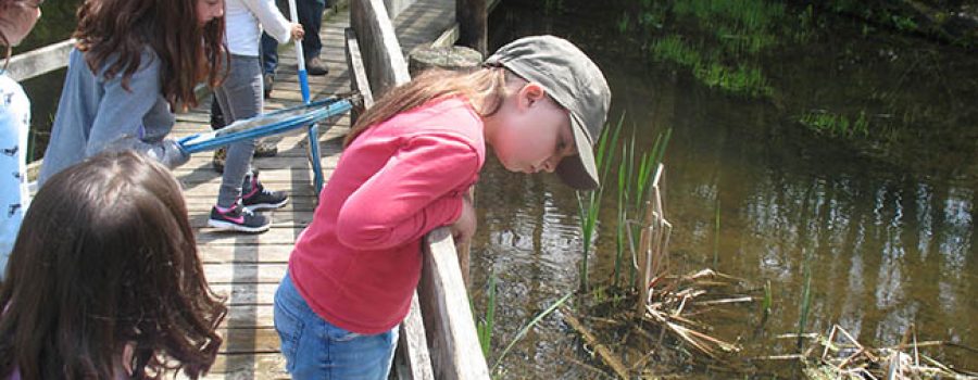 student exploring wetland boardwalk with class