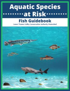 Aquatic Species at Risk: Fish Guidebook Cover
