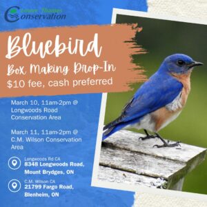 Advertisement for Bluebird Box Making Drop-In Information shared on poster is overlaps that shared on the webpage. A male bluebird is show in a photograph.