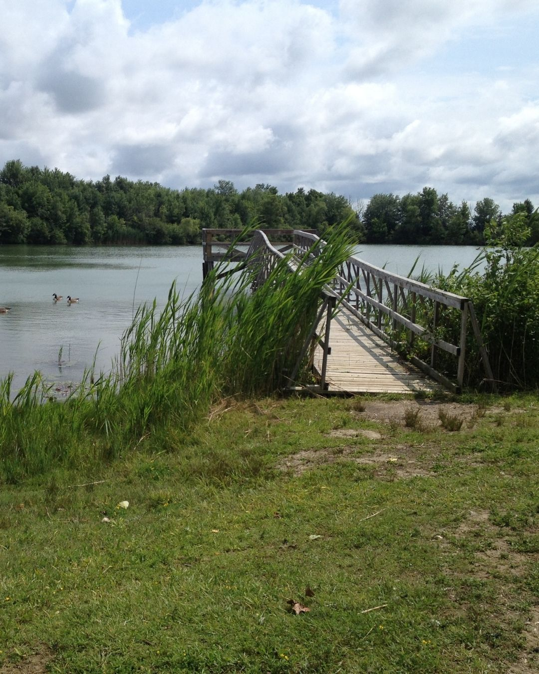 View of a pond with a boardwalk.