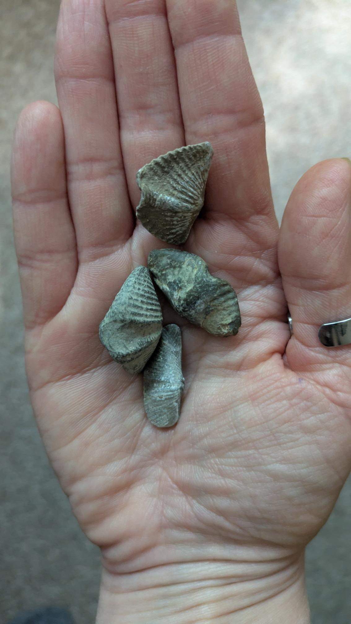 A hand holder 4 small fossils.