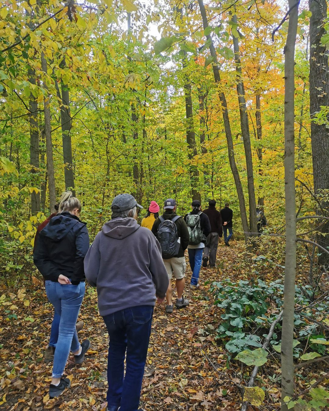 A group of adults walk down a tree lined trail.