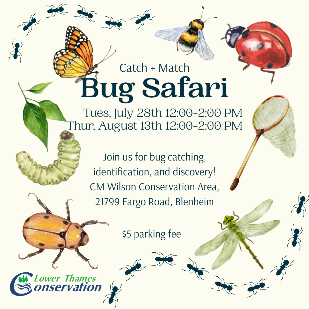 A promotional image with bugs used as a border. Text reads: Catch + Match Bug Safari Tues, July 28th 12:00 - 2:00 p.m. Thur, August 13th 12:00 - 2:00 p.m. Join us for bug catching, identification, and discovery! CM Wilson Conservation Area 21799 Fargo Road, Blenheim $5 parking fee